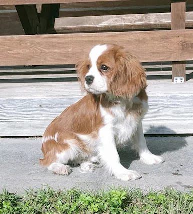 Cavalier king