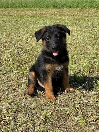 Cuccioli di Pastore Tedesco