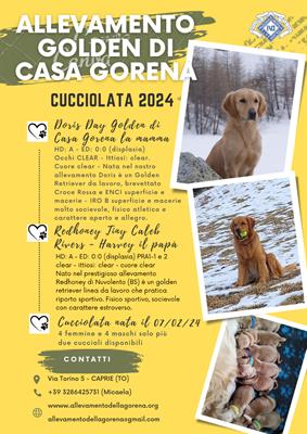 Cuccioli Golden Retriever
