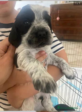 Cuccioli di Cocker