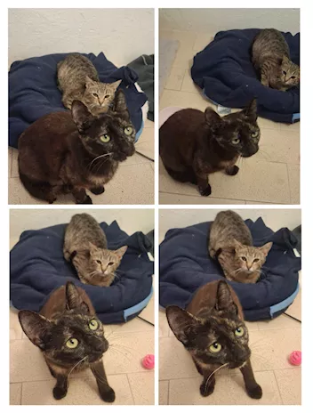 Gatti e gattini dolcissimi - Foto 3