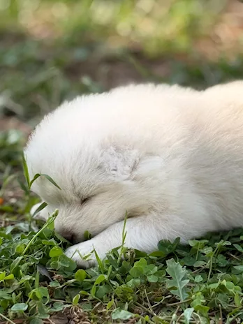 Samoiedo Cuccioli