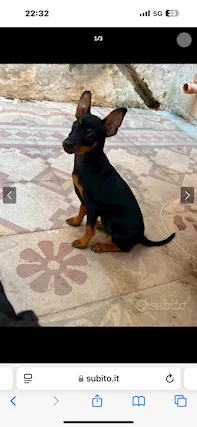 3 cuccioli di Pincher di 90