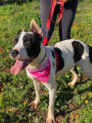 Keysi la splendida cagnolina che vive in canile