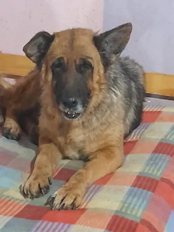 Graziella, lupacchiotta dagli occhi tristi