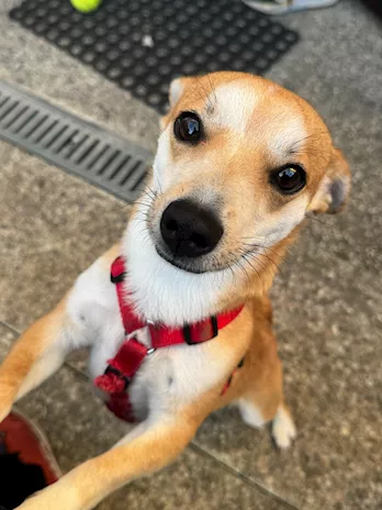 Pincher incrocio chihuahua