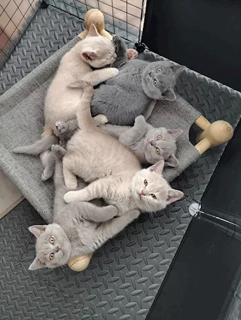 British Shorthair cuccioli