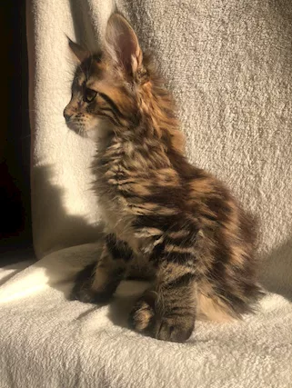 Maine Coon Pedigree Libero Anfi - Foto 3