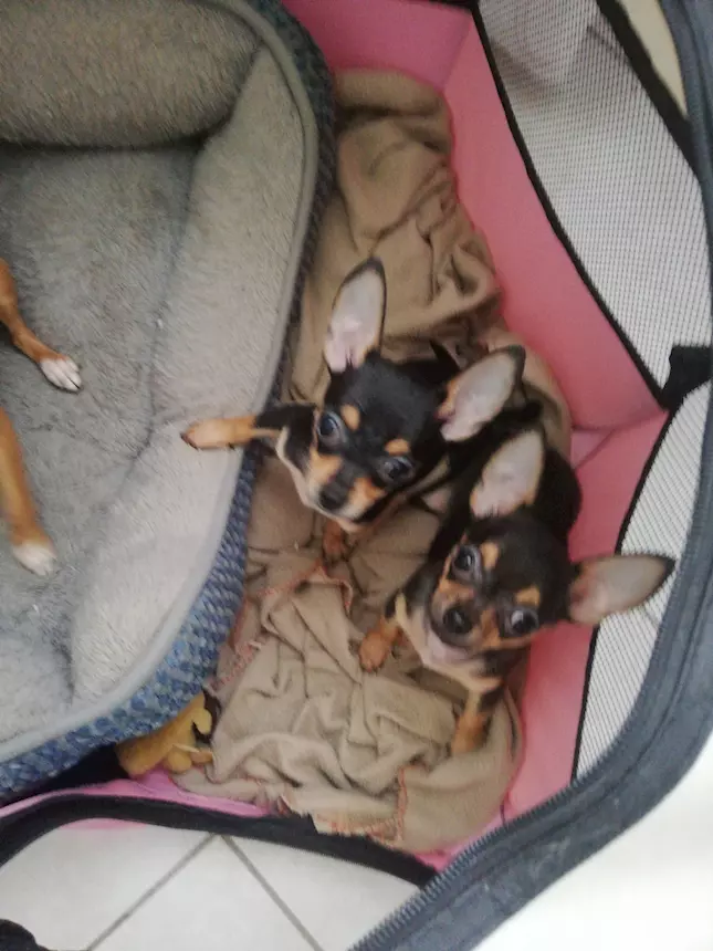 Foto 5Cuccioli di Razza chihuahua, genitori visibili