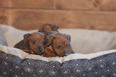 Pinscher nano cuccioli