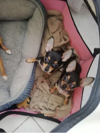 Cuccioli di Razza chihuahua, genitori visibili - Anteprima 5