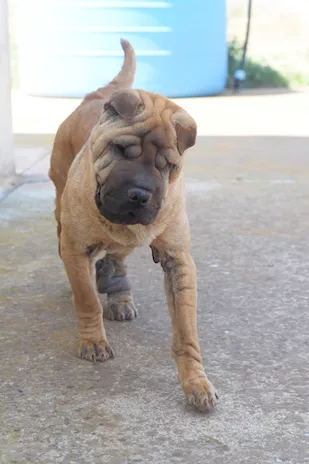 Anita cucciola in adozione, simil Sharpei - Foto 2