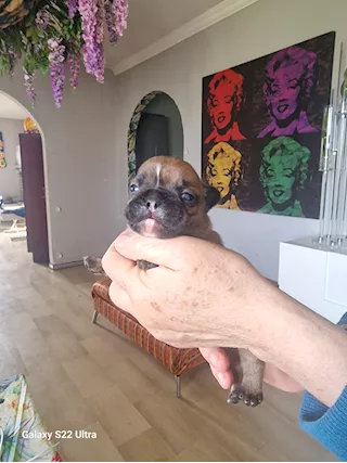 Cuccioli bulldog francesi maschi