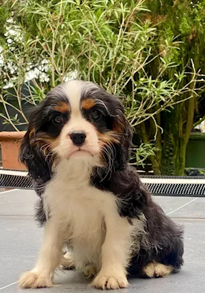 Cucciolo tricolore Cavalier King