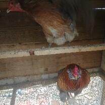 10 UOVA FECONDE Di Brahma EUR 21,00 - IT - Foto 7