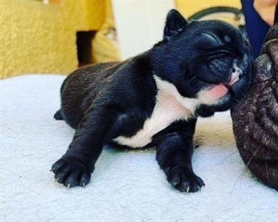 Bulldoc francese con pedigree