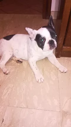 Bulldog francese
