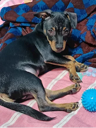 Terrier Toy Russo in vendita