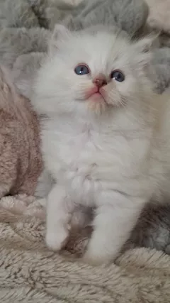 Ragdoll cuccioli con Pedigree