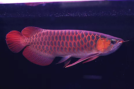 Red Arowana di alta qualità - pesce esotico raro e certificato