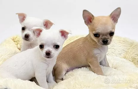 Chihuahua Toy