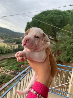 Cuccioli Pitbull Red Nose