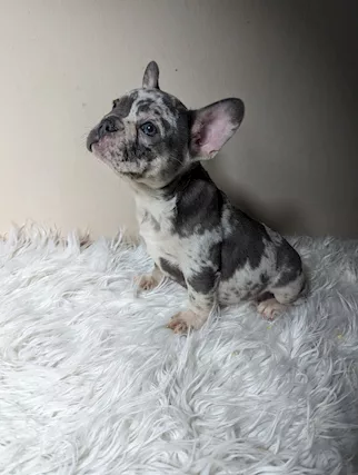 Bulldog francese blu e merle - Foto 3