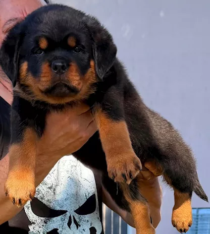 Rottweiler pedigree ENCI cuccioli disponibili