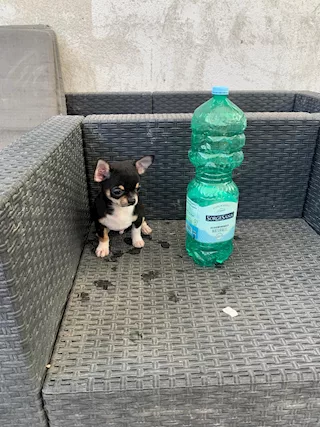 Cucciolo di chihuahua toy