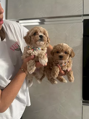 Maltipoo - Propongo meravigliosi cuccioli di - Foto 2