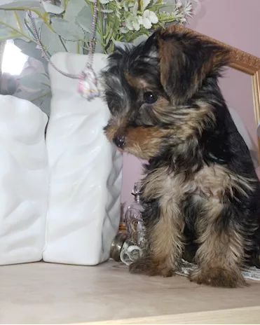 Cuccioli Yorkshire 3 mesi maschi