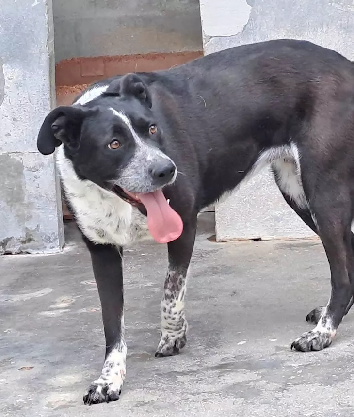 Foto 4 Fenice, dolcissima cagnolina