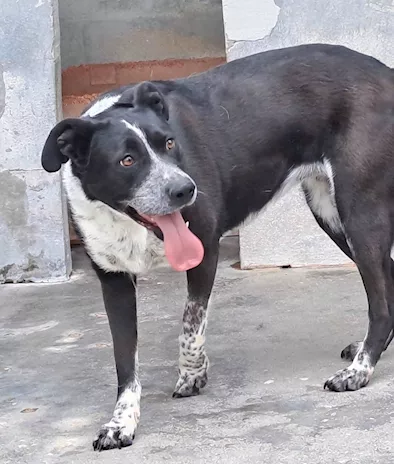 Fenice, dolcissima cagnolina - Foto 4