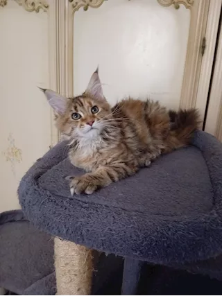 Gattini Maine Coon 3 mesi con