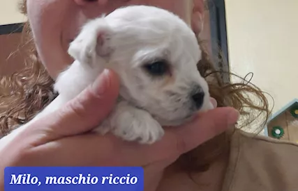 Cuccioli maltesi taglia piccola pelo liscio e riccio, tipologia che - Foto 5