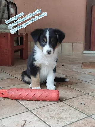 Cuccioli di Pastore Australiano - Foto 2
