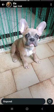 Bulldog francese - Anteprima 1