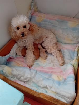 Barboncini cuccioli disponibili - Foto 2