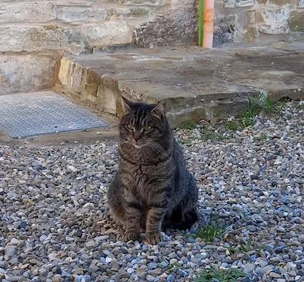 Questi bellissimi e dolcissimi gatti