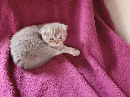 Gatini - 2 picole femmine insieme con 3 belisimi
