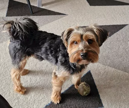 Yorkshire terrier maschio in cerca di femmina