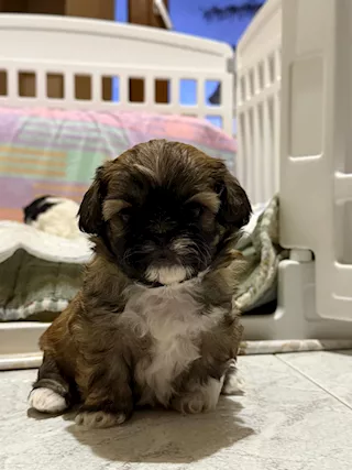 Shitzu - Disponibili da marzo cuccioli di shih, genitori visibili - Foto 6
