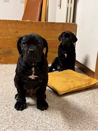 Cuccioli di Razza Cane Corso vendesi - Foto 3