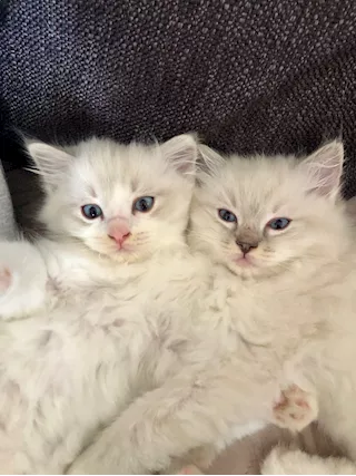 Cuccioli Ragdoll con Pedigree ANFI - Foto 2
