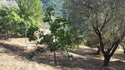 Foto - 7