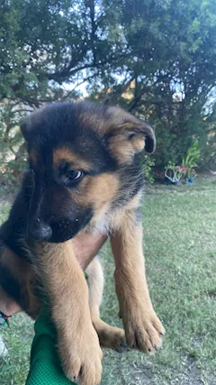 Cuccioli pastore tedesco