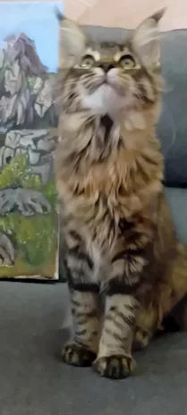 Maine Coon XXL