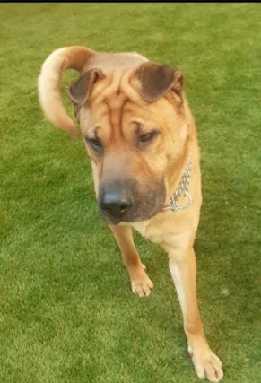 Sharpei 4 anni sta x finire in canile MILANO SOS