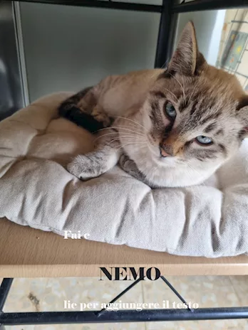 Nemo e Noemi cuccioli - Anteprima 2