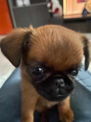 Cuccioli griffoni di Bruxelles